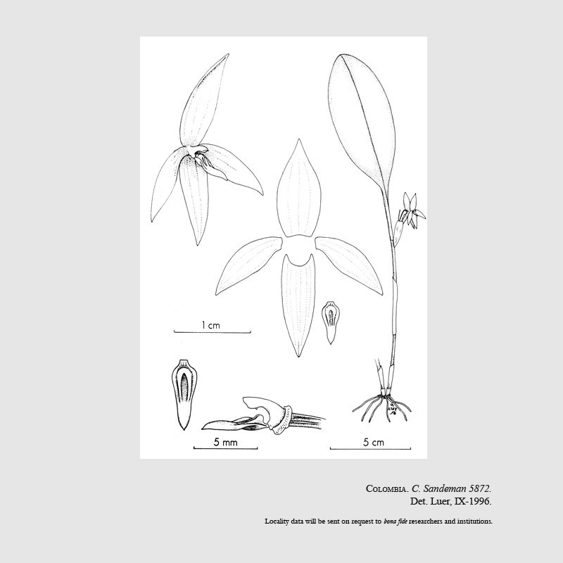 Pleurothallis sandemanii
